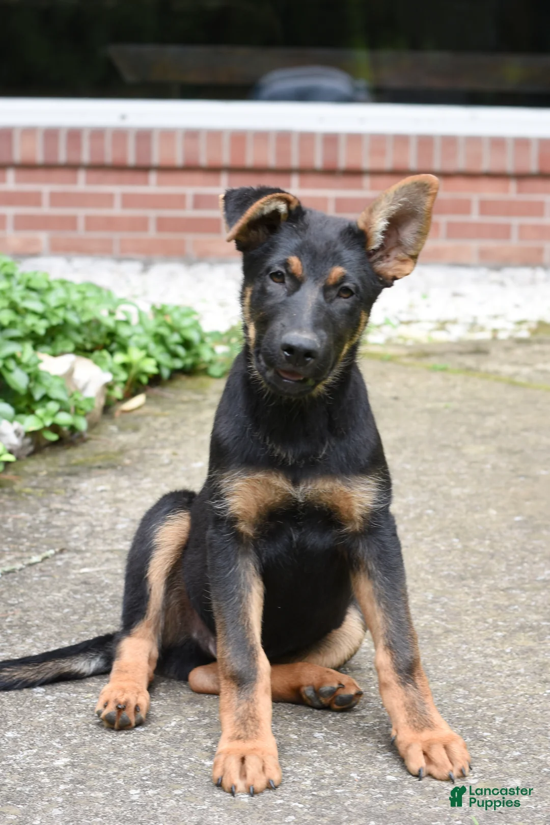 Mixed Breed dogs for sale: Kameron - Ad 1