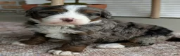 Bernedoodle dogs for sale: Sophie  - Ad 6