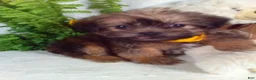 Shorkie dogs for sale: Grant - Ad 4