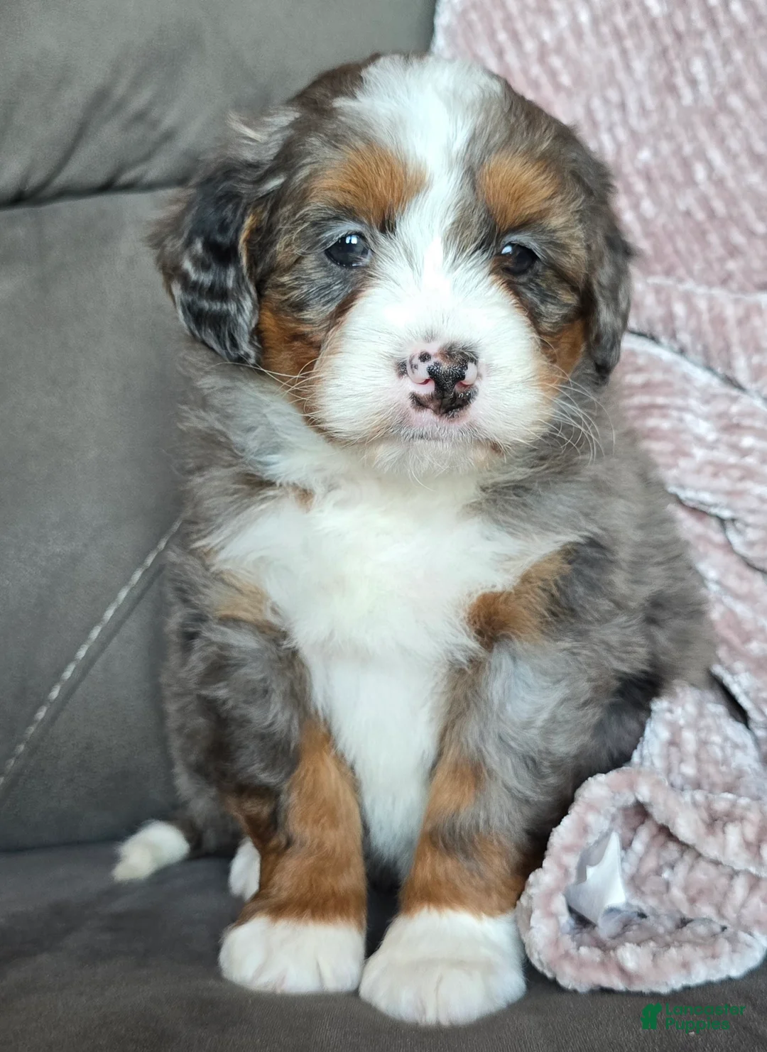 Mini Bernedoodle dogs for sale: Mini Sophie - Ad 11
