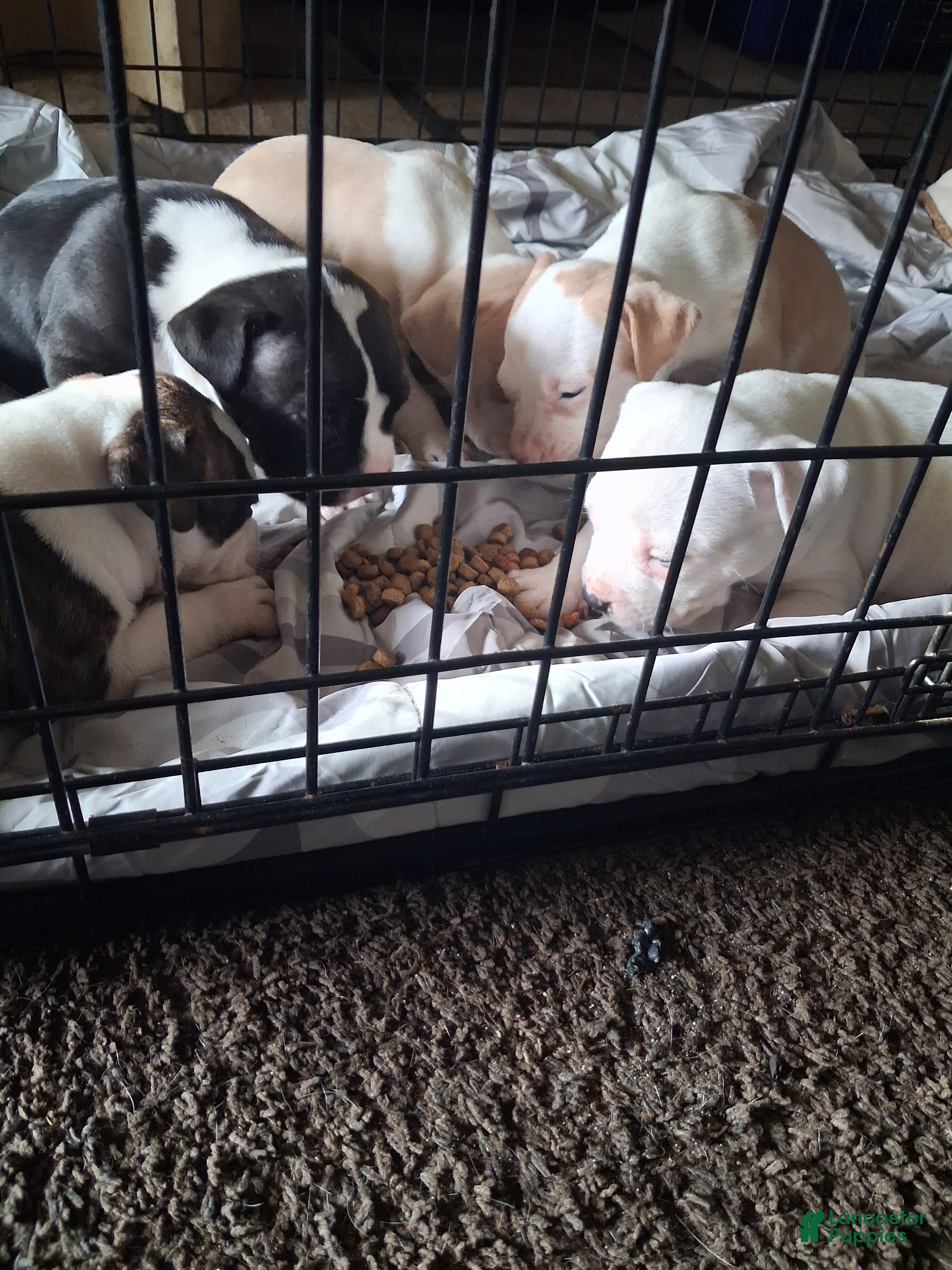 American Pit Bull Terrier dogs for sale: American Pit Bull Terrier 4 - Ad 41