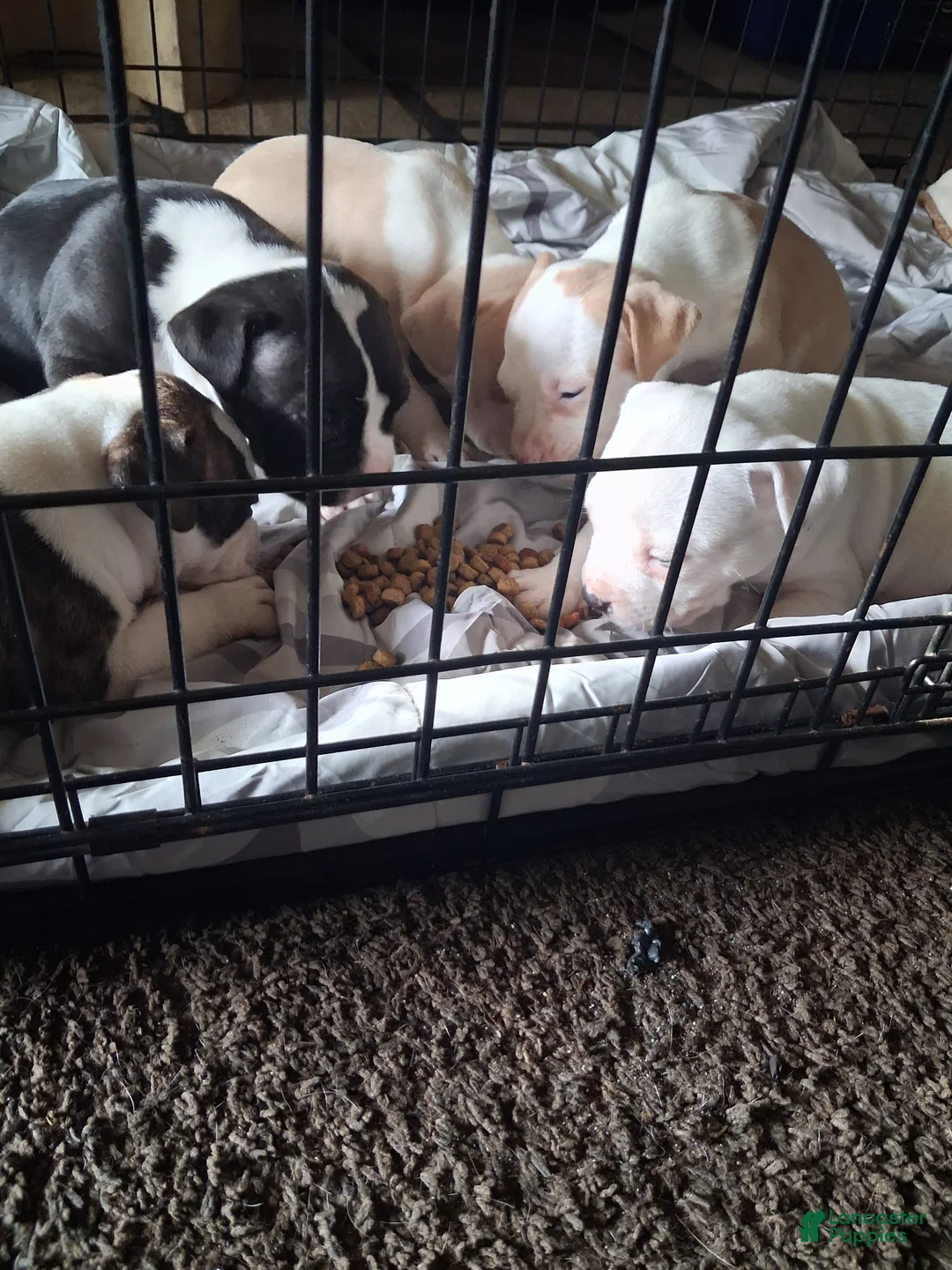 American Pit Bull Terrier dogs for sale: American Pit Bull Terrier 4 - Ad 1