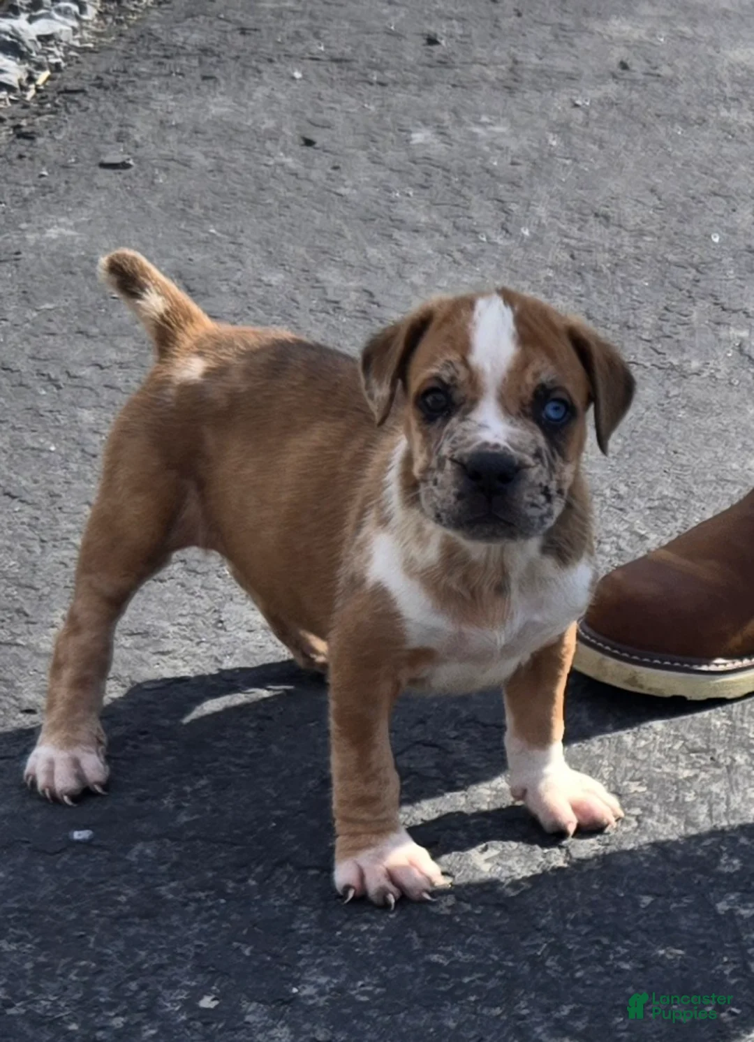 Mixed Breed dogs for sale: Hawks Red Girl - Ad 1