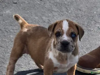 Mixed Breed dogs Hawks Red Girl - Ad 18