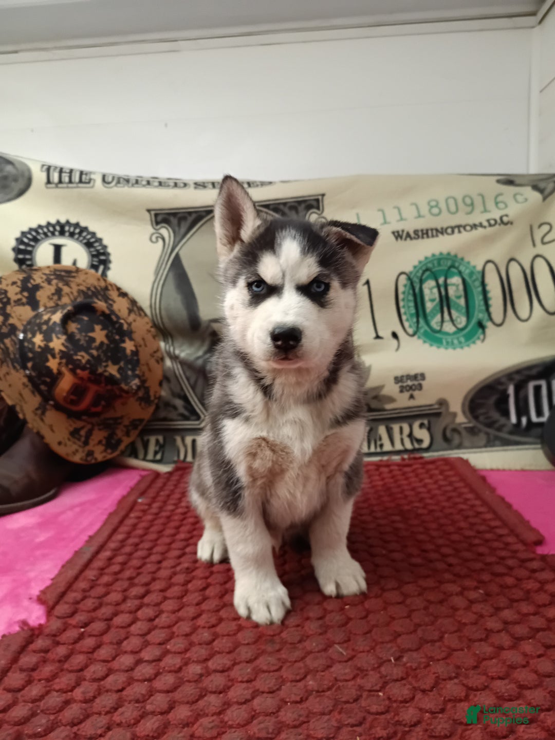 Siberian Husky dogs for sale: Anthony - Ad 1