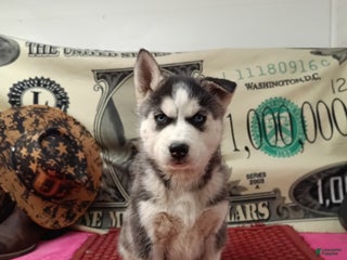 Siberian Husky dogs for sale: Anthony - Ad 1