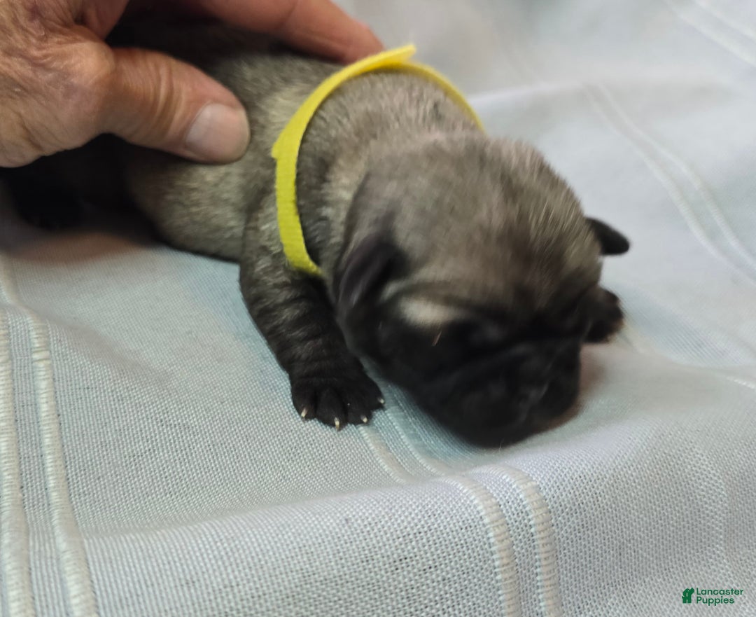 Pug dogs for sale: Daniel - Ad 3