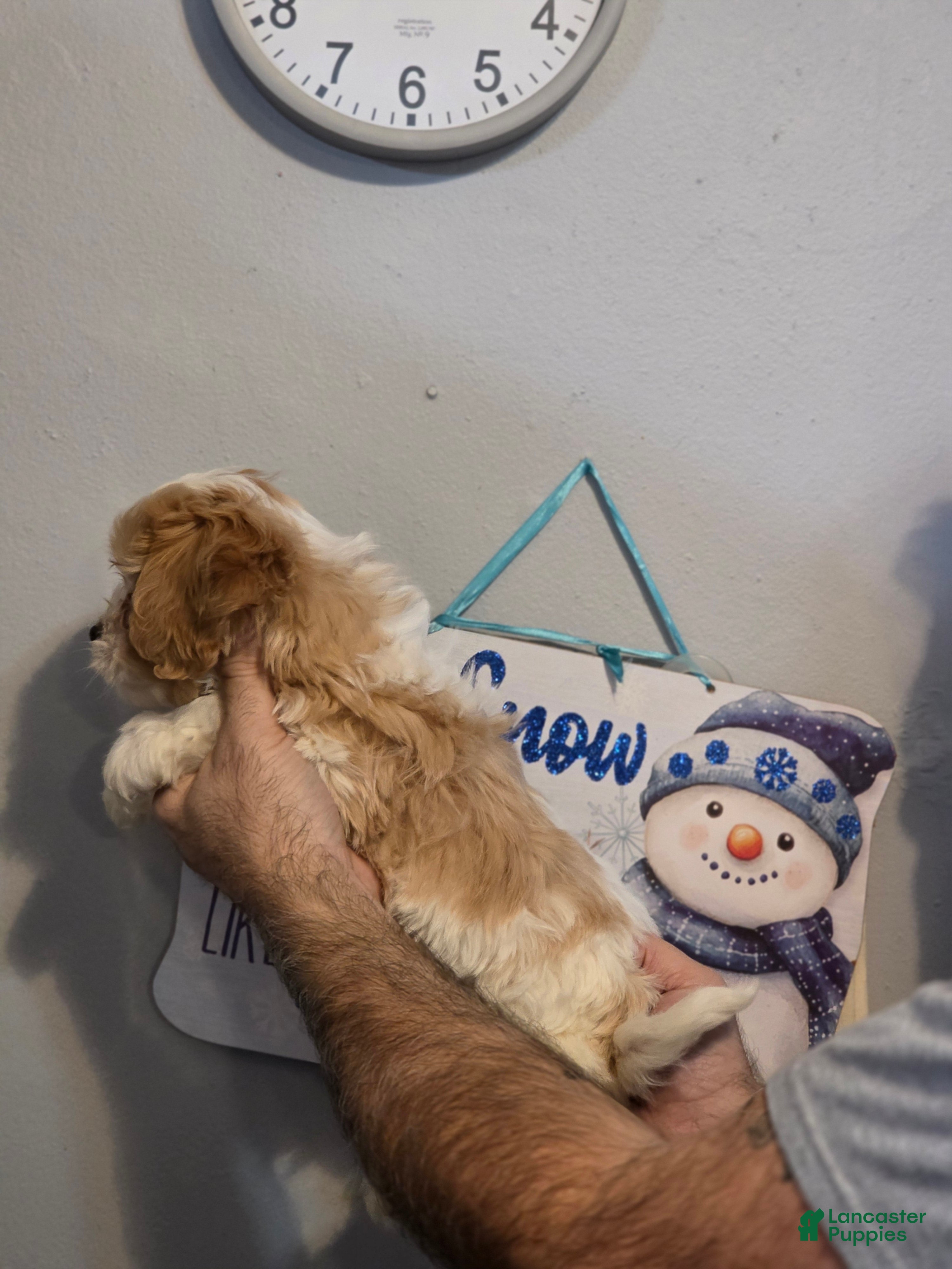 Cavachon dogs Bentley  - Ad 2