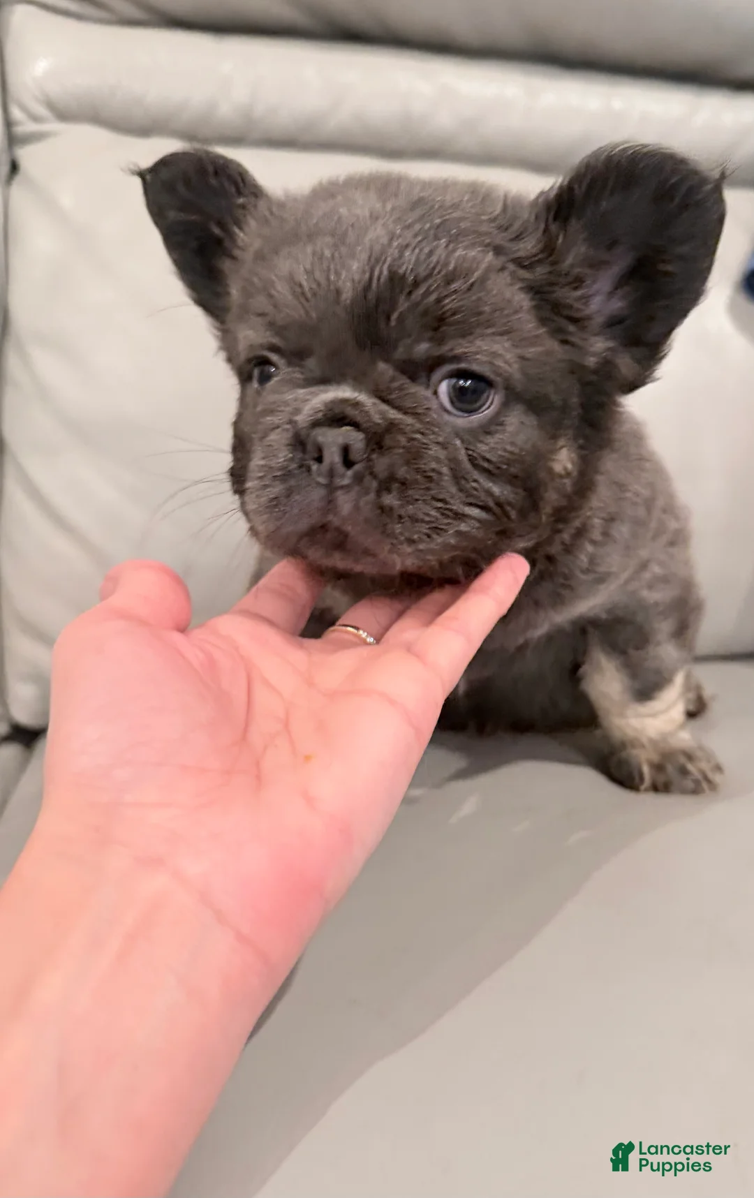French Bulldog dogs for sale: French Bulldog Puppy 3 - Ad 2