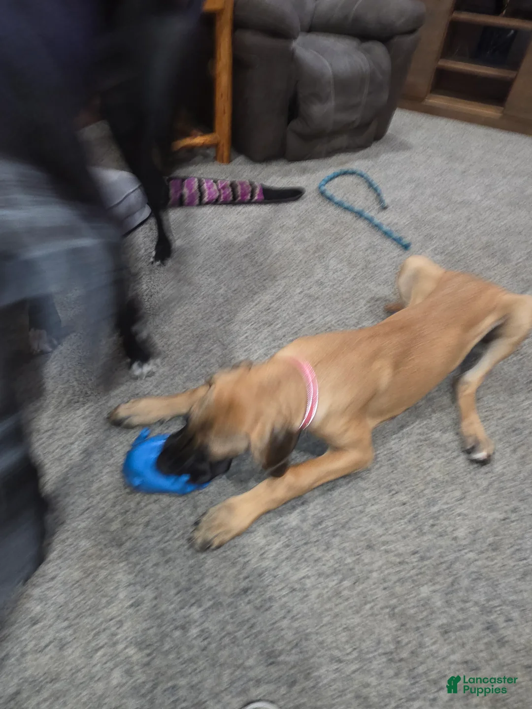 Great Dane dogs for sale: Great Dane 3 fawn - Ad 2
