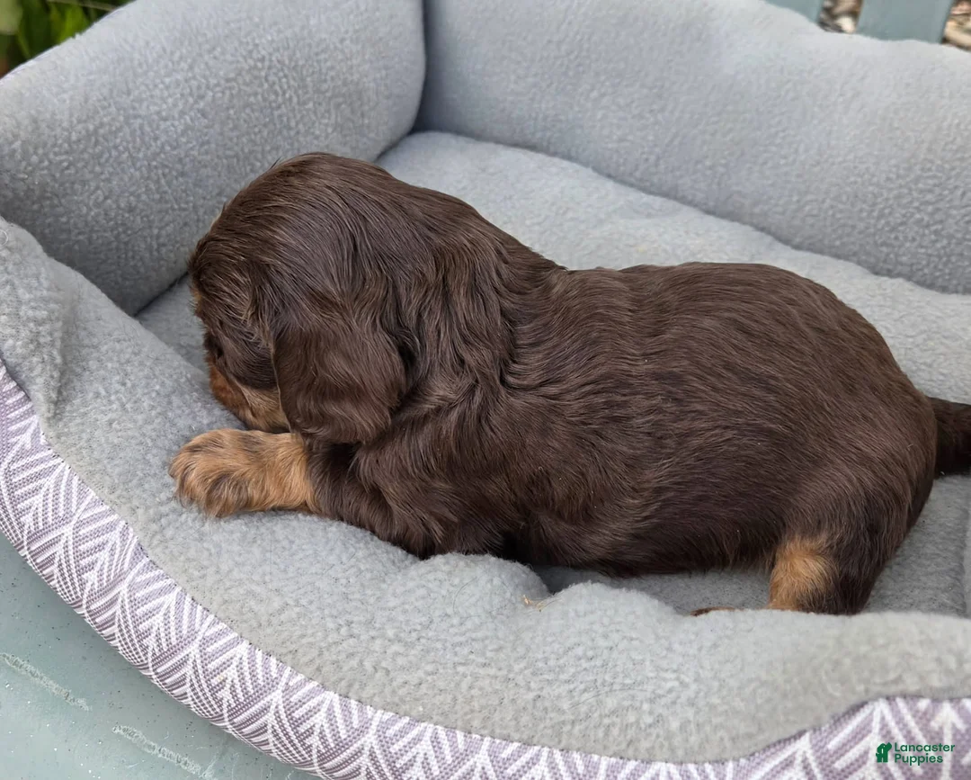 Cavalier King Charles Spaniel dogs for sale: Cavalier King Charles Spaniel 2 - Ad 3