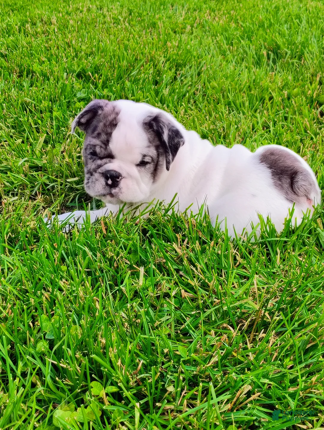 English Bulldog dogs for sale: Aspen  - Ad 1