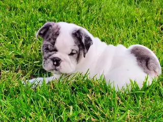 English Bulldog dogs for sale: Aspen - Ad 2