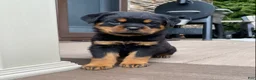 Rottweiler dogs for sale: Zeus - Ad 6