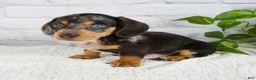 Miniature Dachshund dogs for sale: Hunter - Ad 5