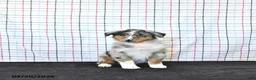 Australian Shepherd dogs for sale: Parker - Ad 3
