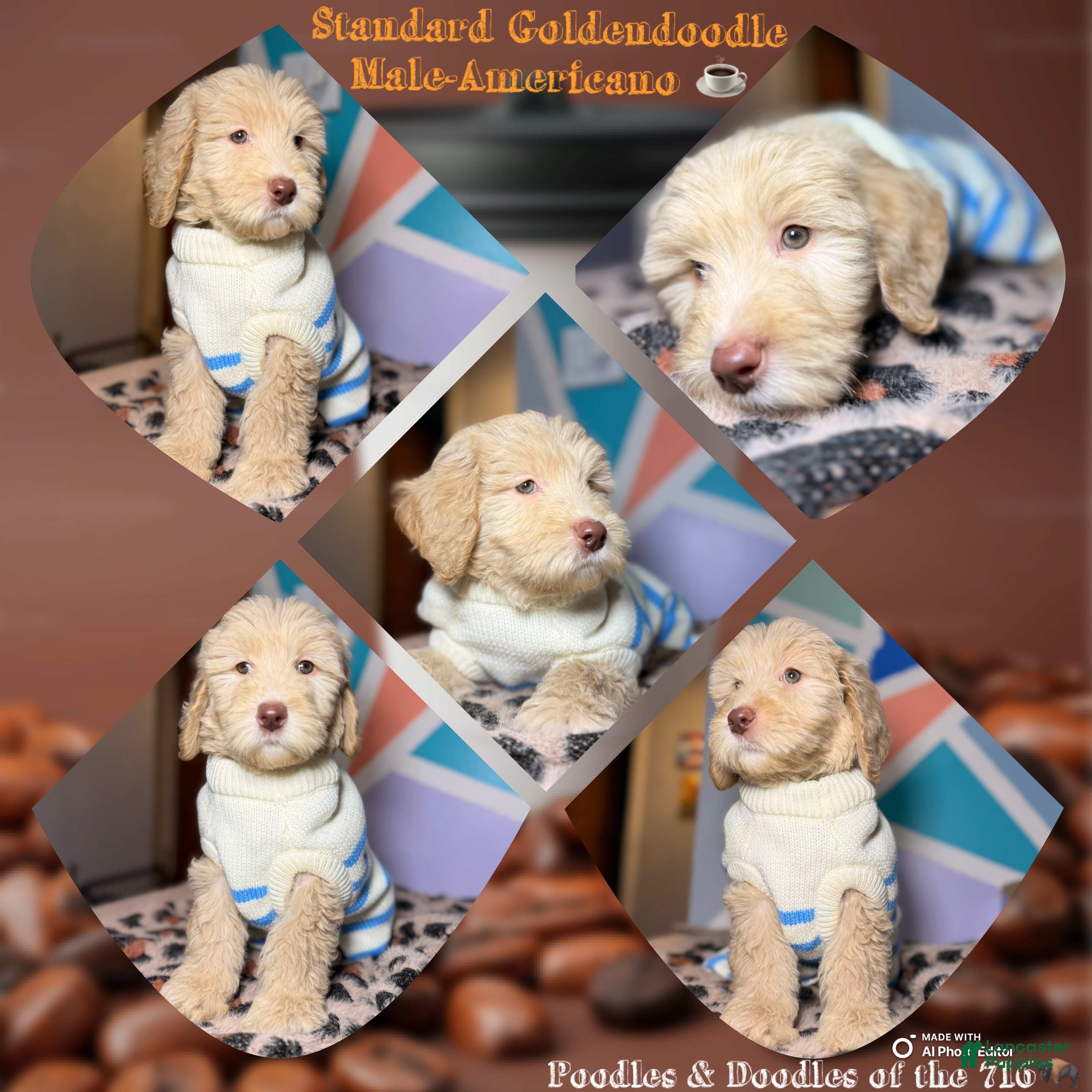 Goldendoodle dogs Americano - Ad 11