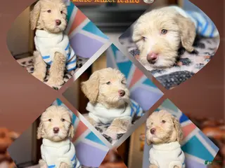 Goldendoodle dogs Americano - Ad 13