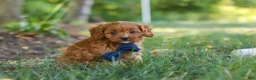 Cavapoo dogs for sale: Kobe - Ad 5