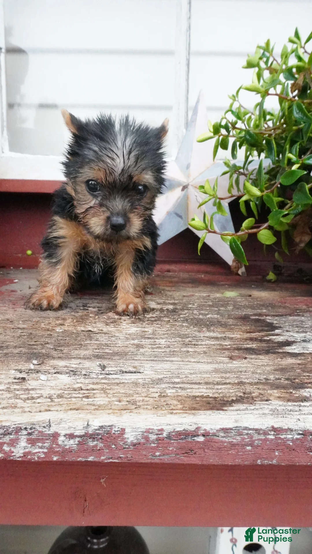 Yorkshire Terrier dogs for sale: Carrie  - Ad 1