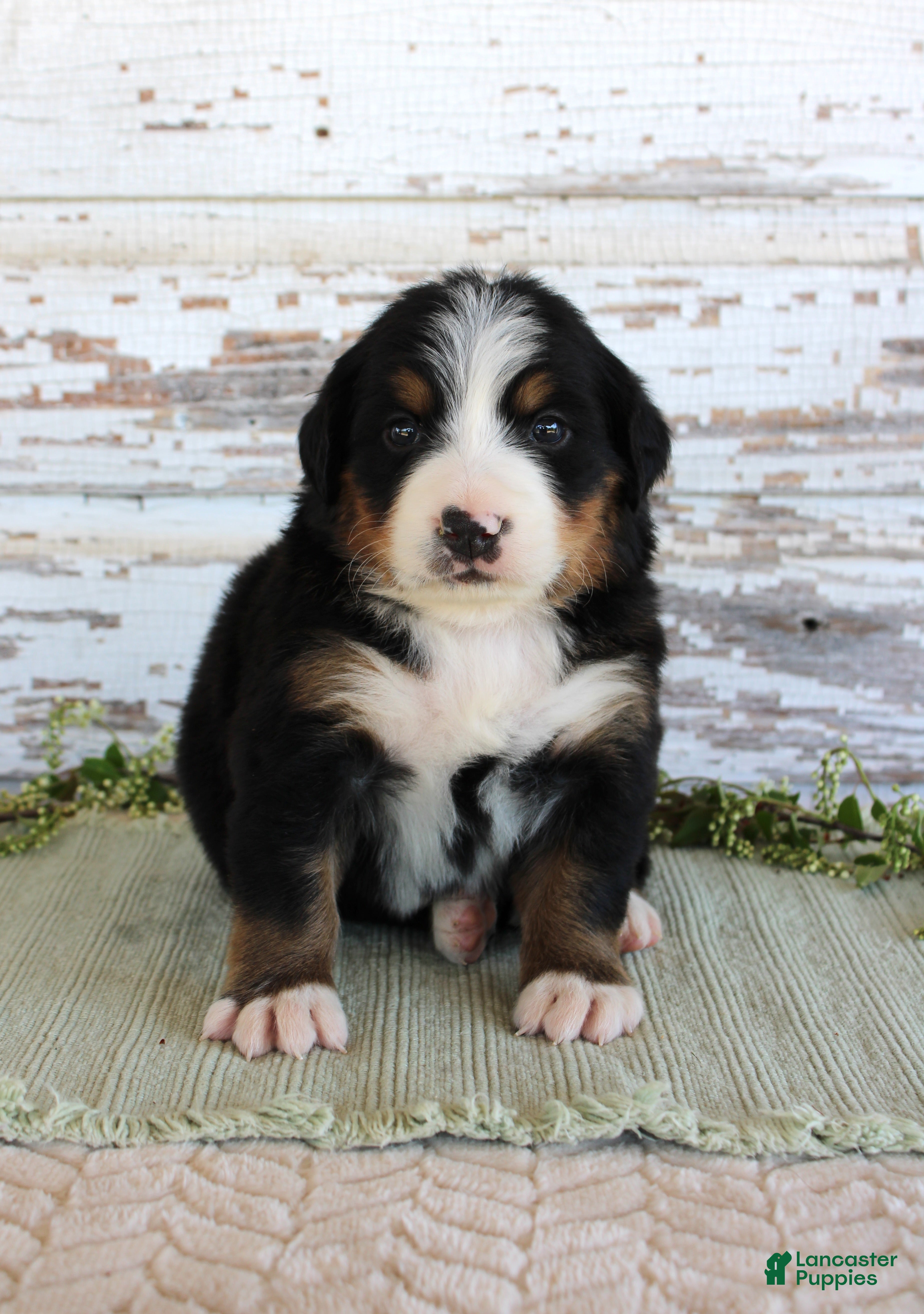 Bernese Mountain Dog dogs Madison - Ad 40