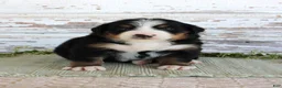 Bernese Mountain Dog dogs for sale: Madison - Ad 1