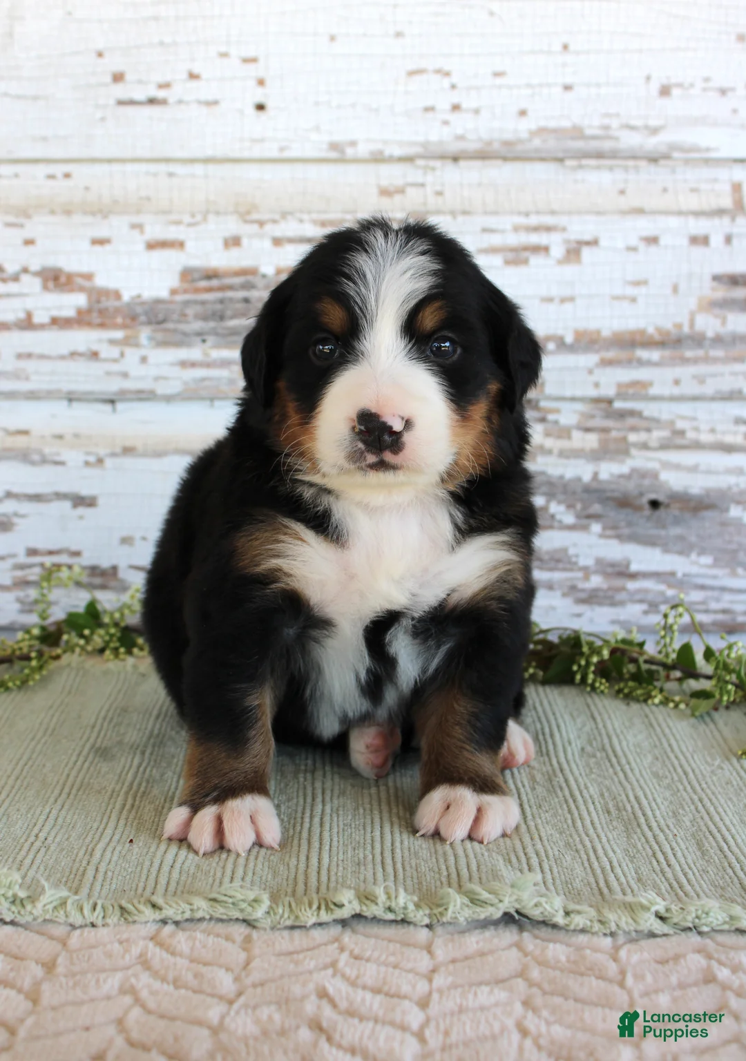 Bernese Mountain Dog dogs for sale: Madison - Ad 1