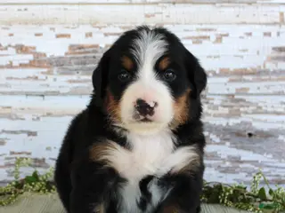 Bernese Mountain Dog dogs Madison - Ad 40