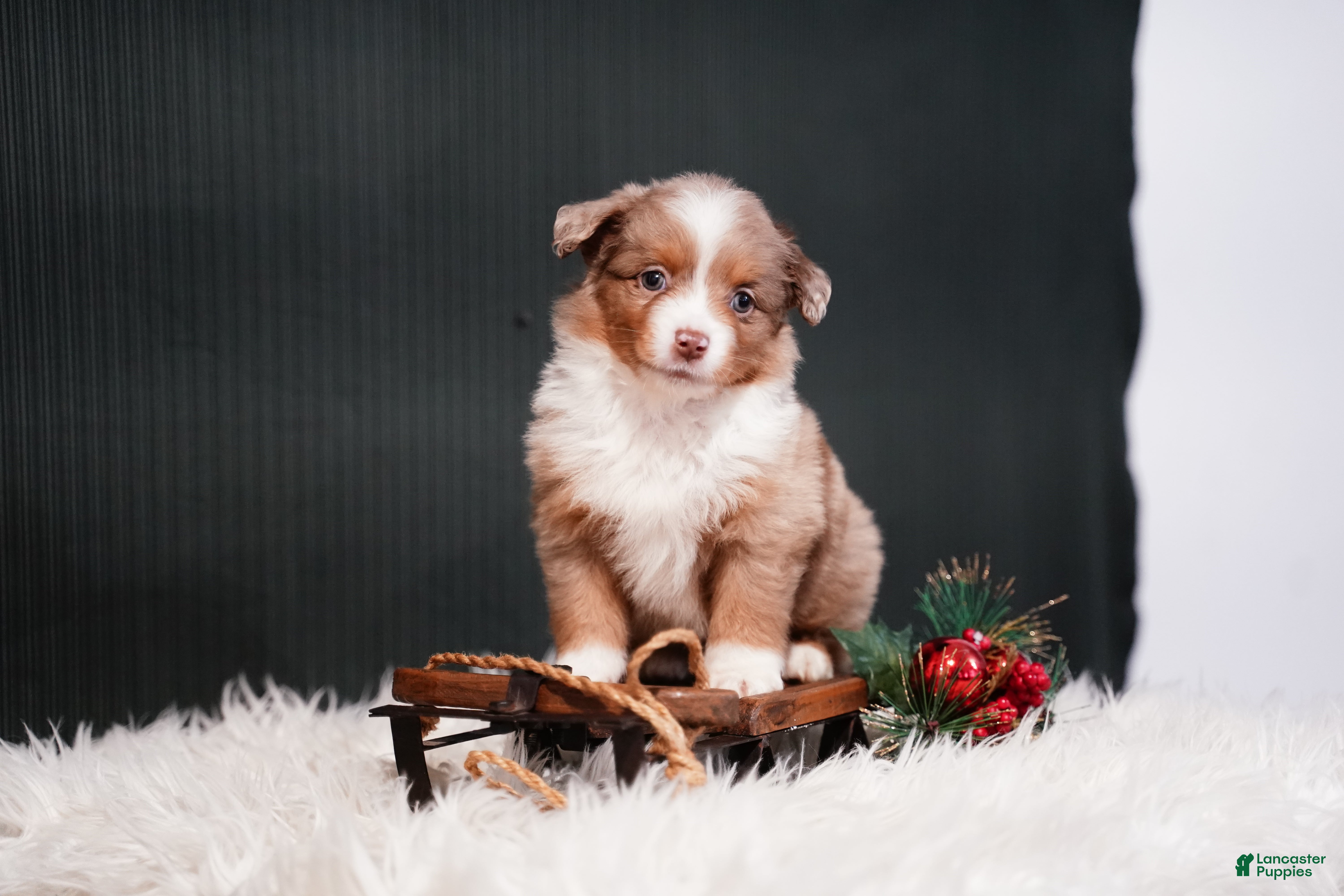 Miniature Australian Shepherd dogs Brody - Ad 2