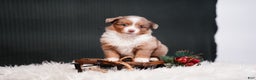 Miniature Australian Shepherd dogs for sale: Brody - Ad 1
