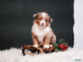 Miniature Australian Shepherd dogs Brody - Ad 23