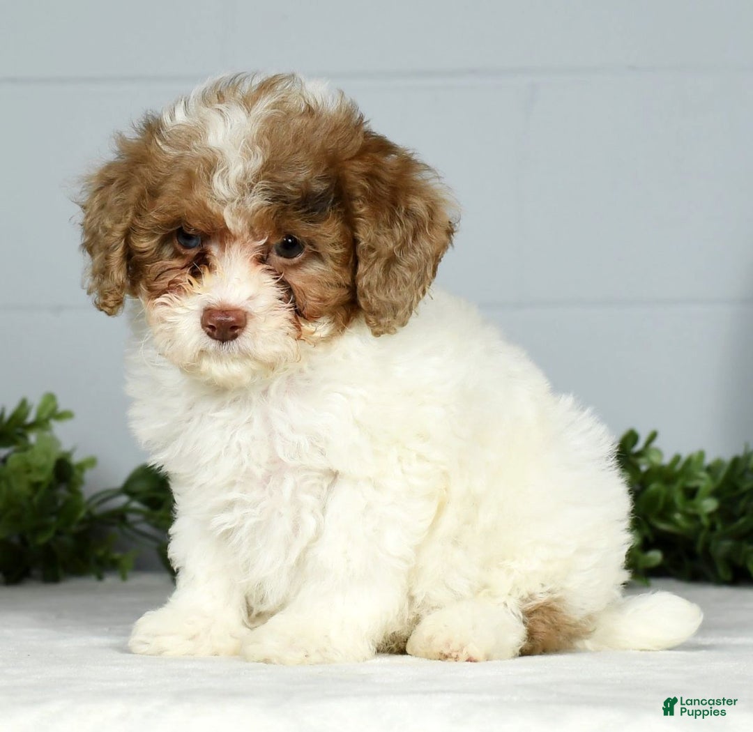 Miniature Poodle dogs for sale: Joy - Ad 7