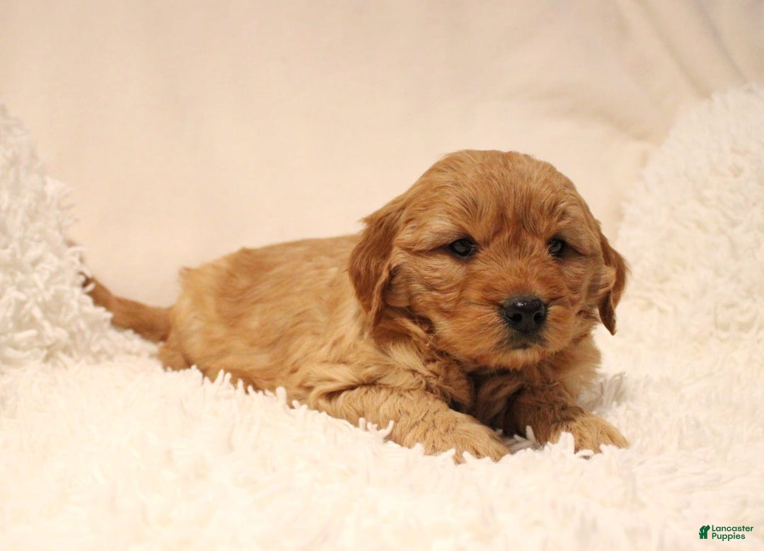 Mini Goldendoodle dogs for sale: Bailey  - Ad 3