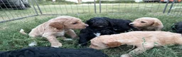 Standard Poodle dogs for sale: Standard Poodle 5 - Ad 13