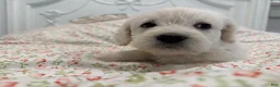 Labradoodle dogs for sale: Calvin - Ad 3
