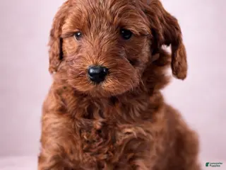 Mini Goldendoodle dogs Promise - Ad 19