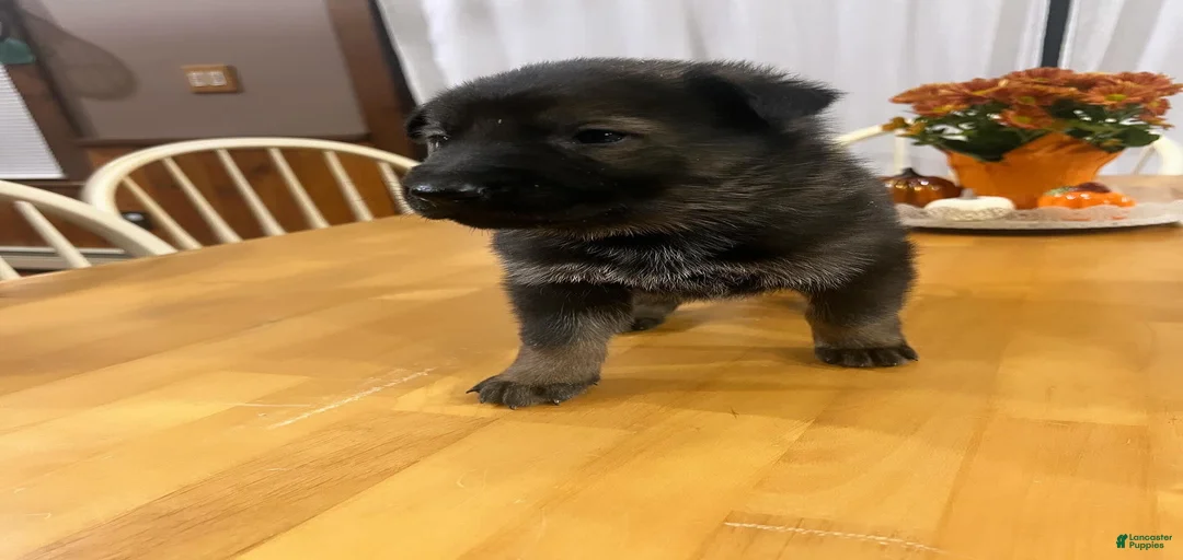 Gallery Image {{count}}