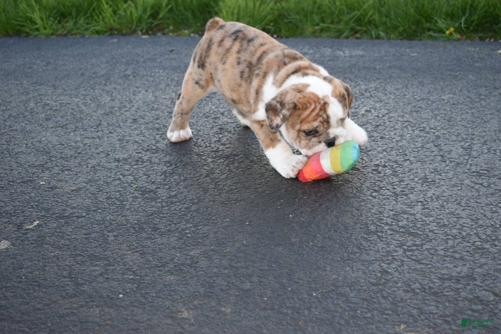 English Bulldog dogs English Bulldog Puppy 2 - Ad 2