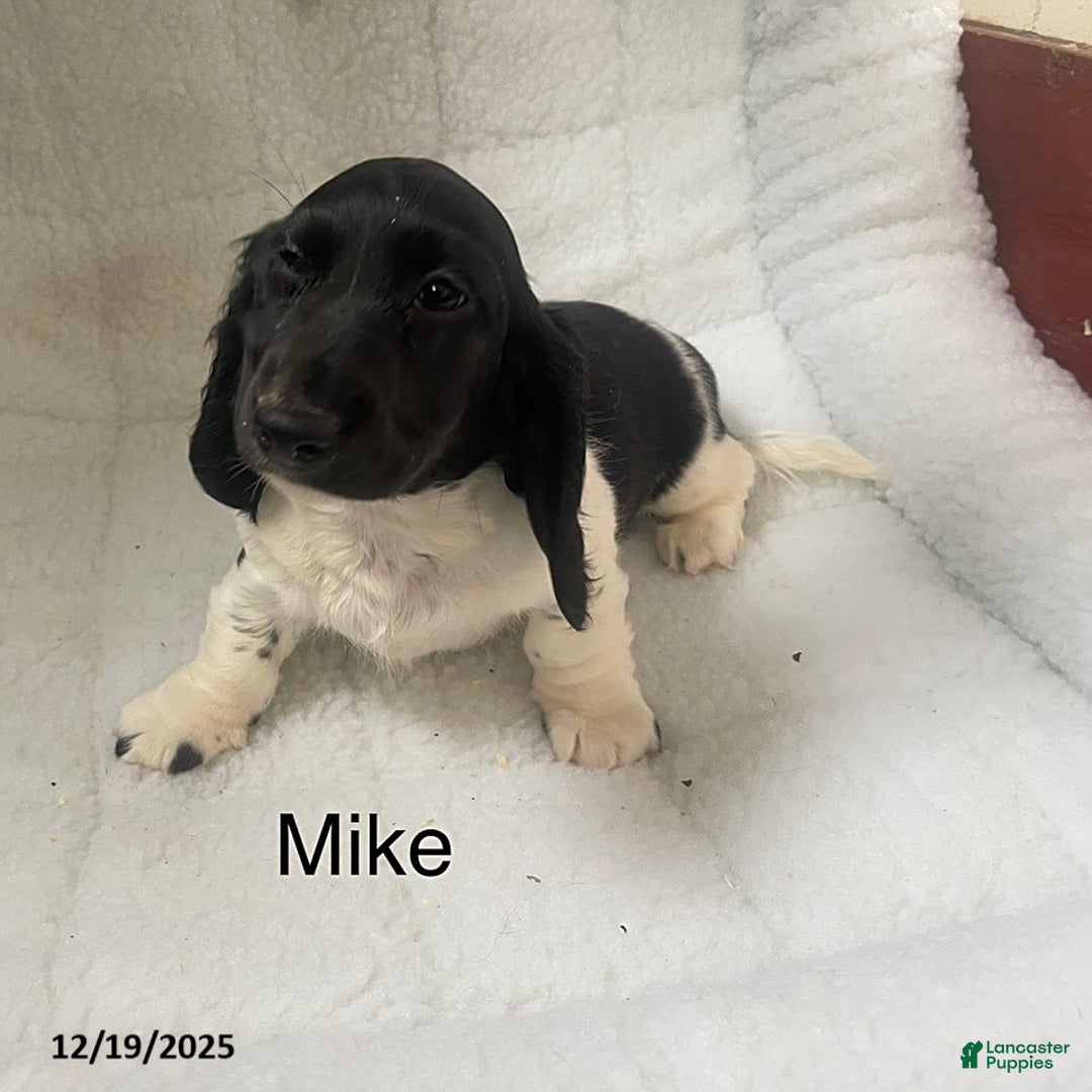Dachshund dogs for sale: Mike - Ad 1