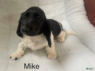 Dachshund dogs for sale: Mike - Ad 3