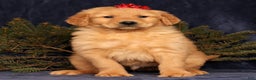 Golden Retriever dogs for sale: Dallas - Ad 3
