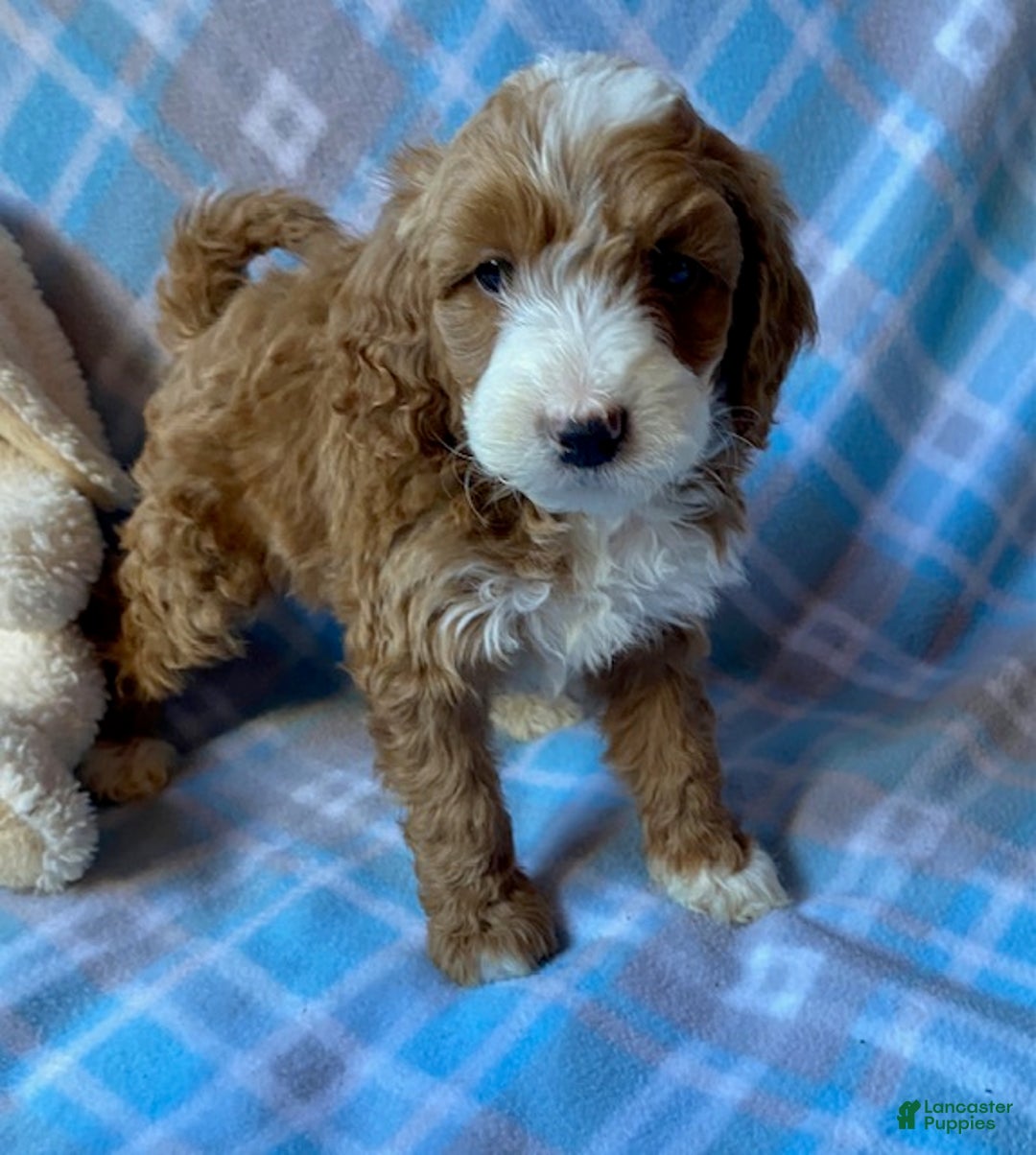 Mini Goldendoodle dogs for sale: Champ - Ad 2