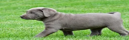 Labrador Retriever dogs for sale: Bella - Ad 5