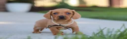Miniature Dachshund dogs for sale: Bentley - Ad 7