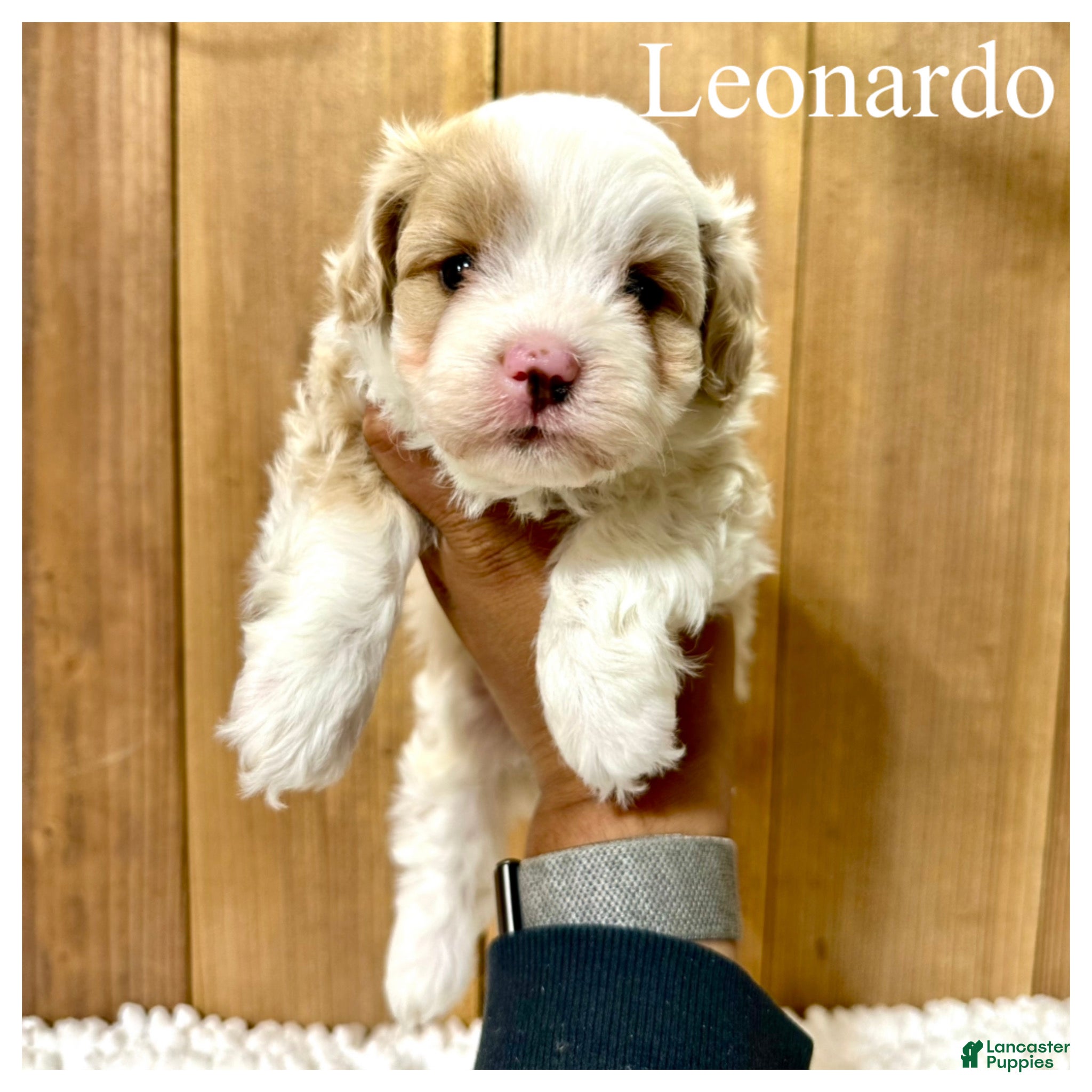 Mixed Breed dogs Leonardo - Micro Mini F1b - Ad 1