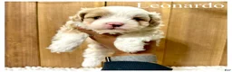 Mixed Breed dogs for sale: Leonardo - Micro Mini F1b - Ad 1