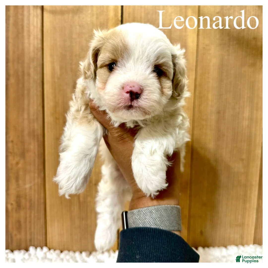 Mixed Breed dogs for sale: Leonardo - Micro Mini F1b - Ad 1