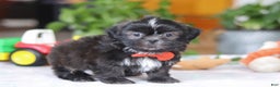 Shih Tzu dogs for sale: Zane - Ad 5