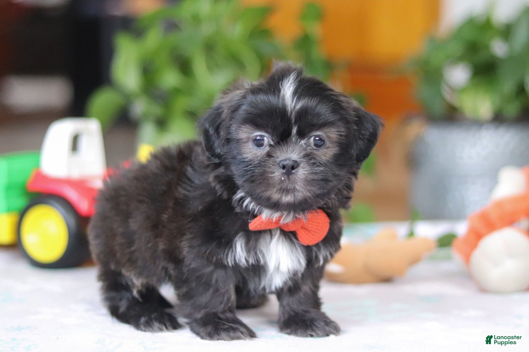 Shih Tzu dogs for sale: Zane - Ad 5
