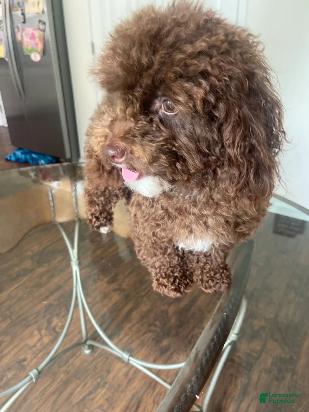 Toy Poodle dogs for sale: Toy Poodle Puppy 1 - Ad 7